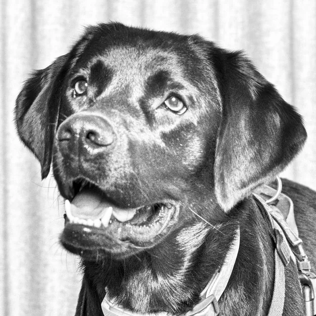 Koda, a black labrador