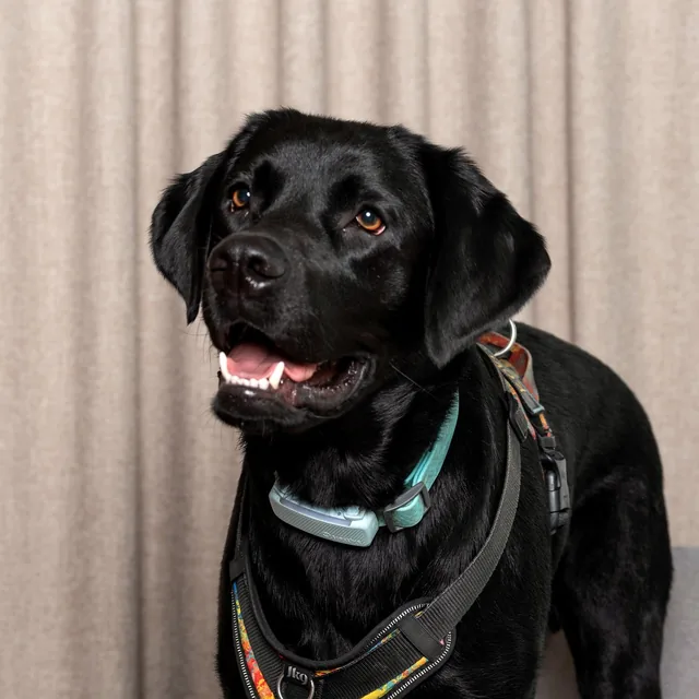 Koda, a black labrador